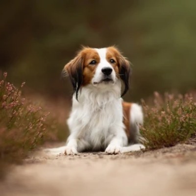 kooikerhondje