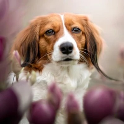 kooikerhondje