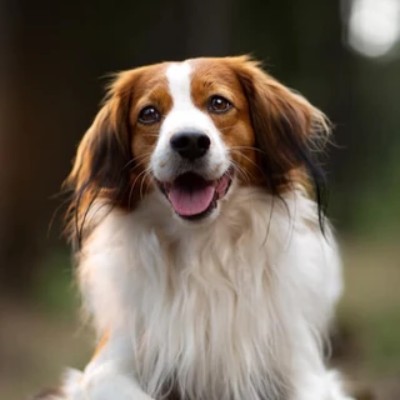 kooikerhondje